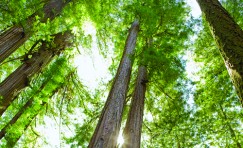view of tops of trees taken from the ground with sun shining between trees.