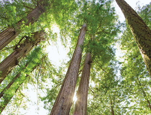 view of tops of trees taken from the ground with sun shining between trees.